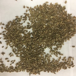 Flyaway Carrot Seeds